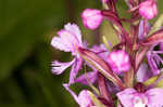 Small purple fringed orchid <BR>Lesser purple fringed orchid